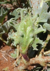 Harpagophytum procumbens