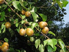 Pyrus cordata