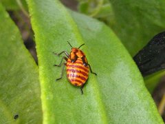 Spilostethus trilineatus