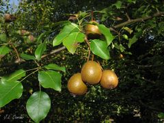 Pyrus cordata