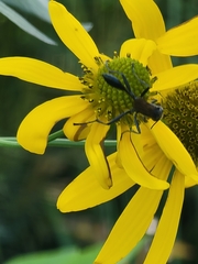 Eremnophila aureonotata