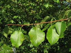 Pyrus cordata