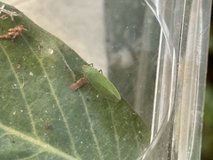 Draeculacephala minerva