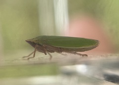 Draeculacephala minerva