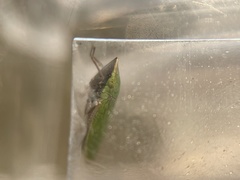 Draeculacephala minerva