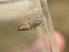 Draeculacephala minerva