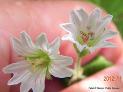 Geranium wakkerstroomianum
