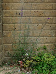 Linaria purpurea