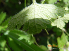Geranium wakkerstroomianum