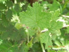 Geranium wakkerstroomianum