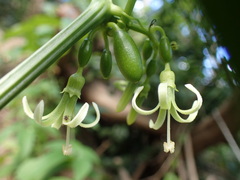 Cayaponia americana