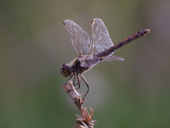 Sympetrum vulgatum