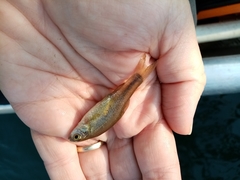 Pelasgus stymphalicus