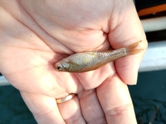 Pelasgus stymphalicus