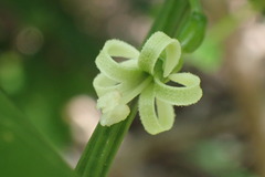 Cayaponia americana