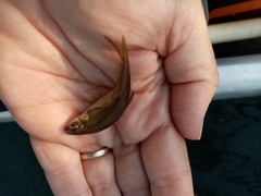 Pelasgus stymphalicus