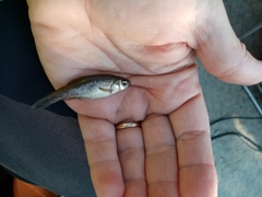 Pelasgus stymphalicus