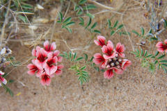 Indigofera alternans