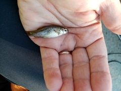 Pelasgus stymphalicus