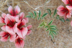 Indigofera alternans