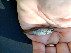 Pelasgus stymphalicus