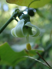 Cayaponia americana