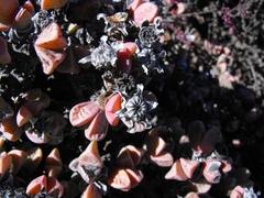 Schlechteranthus hallii