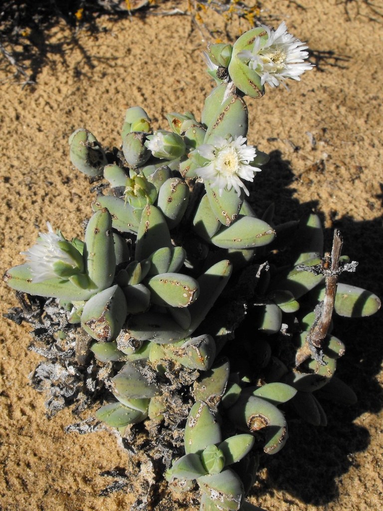 Schlechteranthus maximiliani