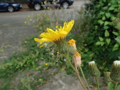 Sonchus arvensis