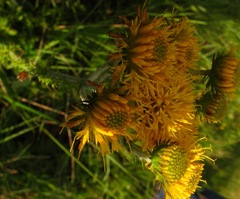 Berkheya umbellata
