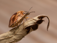 Homaemus aeneifrons