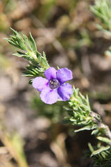 Aptosimum albomarginatum