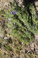 Aptosimum albomarginatum