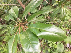 Tracheophyta