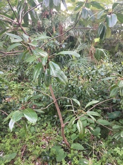 Tracheophyta
