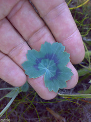 Pelargonium tabulare
