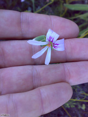 Pelargonium tabulare