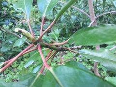 Tracheophyta
