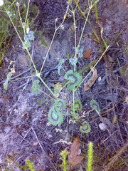 Pelargonium tabulare