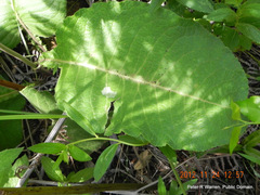 Berkheya speciosa