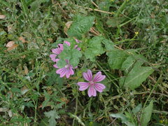 Malva sylvestris