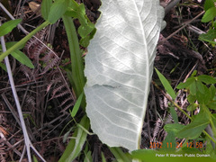 Berkheya speciosa