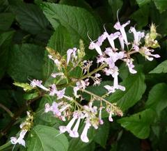 Plectranthus ecklonii