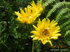 Berkheya speciosa