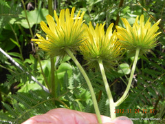 Berkheya speciosa