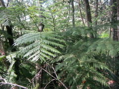 Cyathea capensis