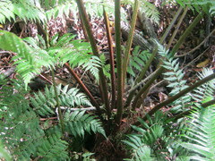 Cyathea capensis