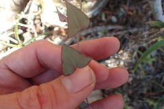 Senecio macroglossus