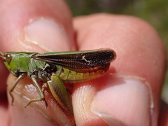Stenobothrus lineatus