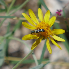 Trichodes peninsularis